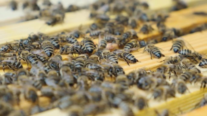 许多蜜蜂在蜂巢上爬行的详细照片