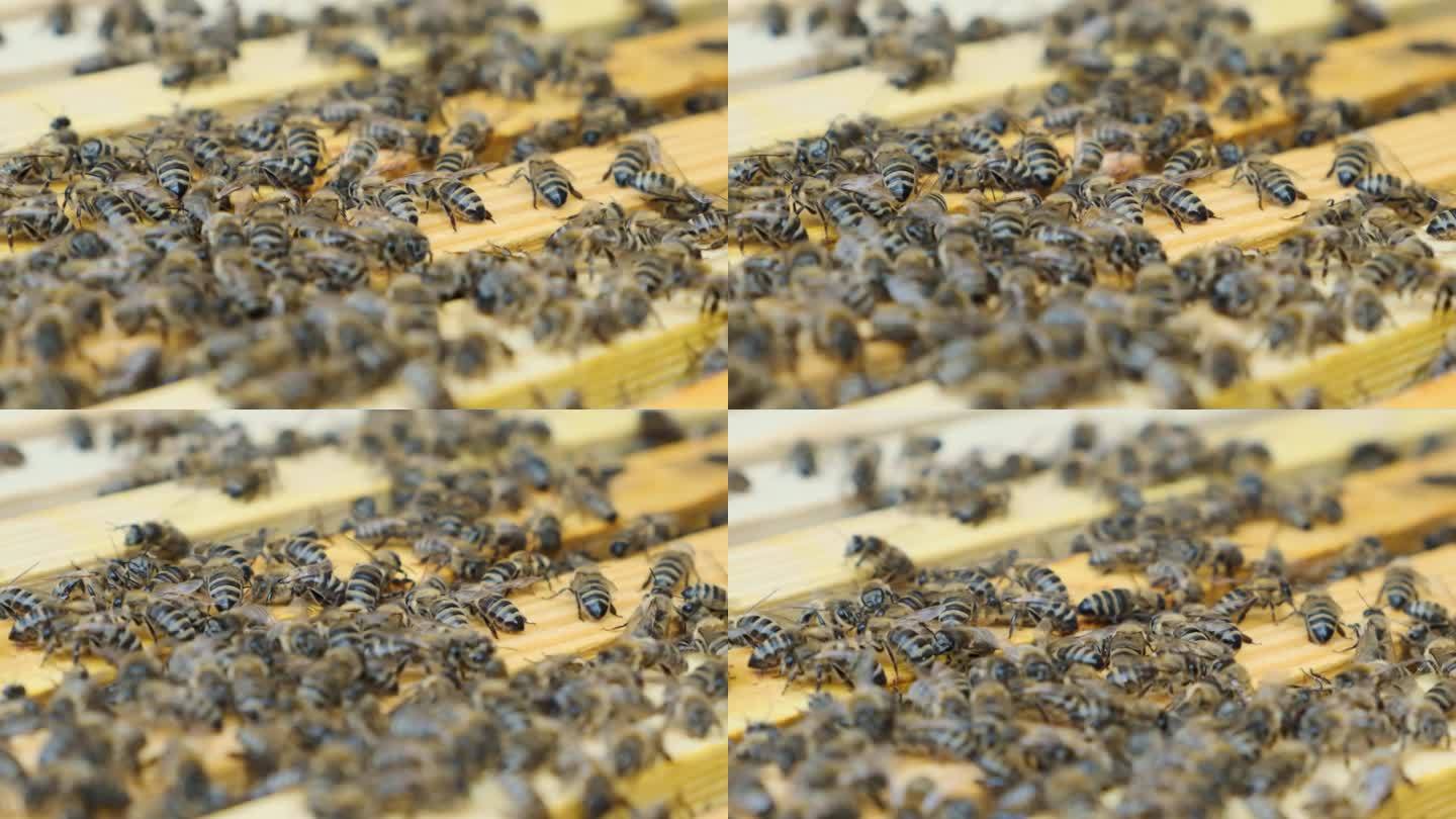 许多蜜蜂在蜂巢上爬行的详细照片