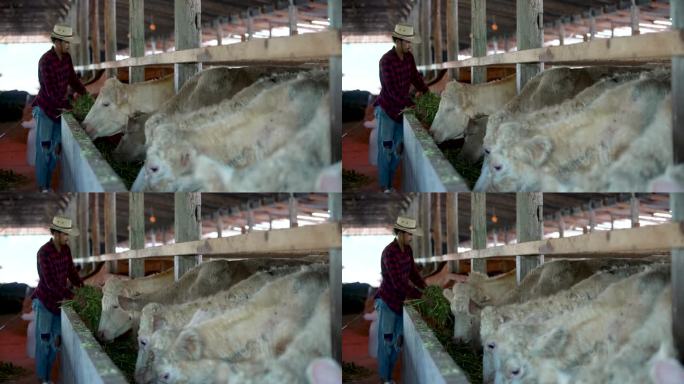 农民们在农场里饲养肉牛。