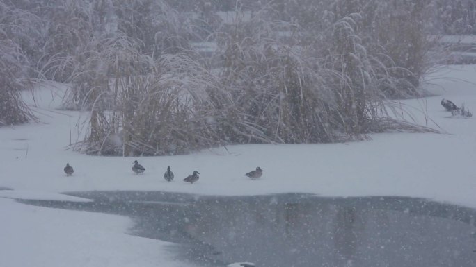 湿地大雪野鸭