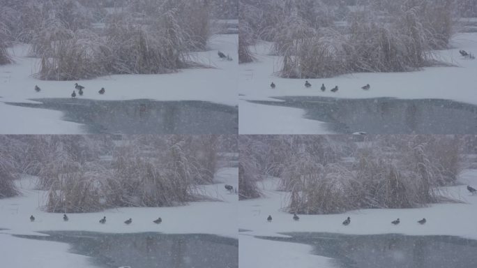 湿地大雪野鸭