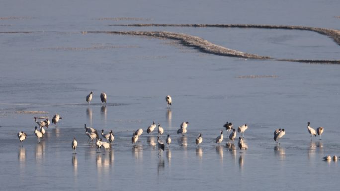 一群黑颈鹤在香格里拉纳帕海的冰上