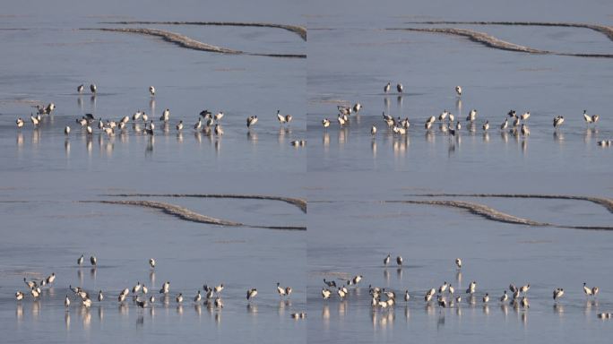 一群黑颈鹤在香格里拉纳帕海的冰上