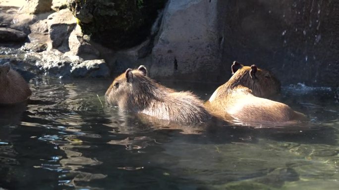一群水豚在寒冷的冬日里泡温泉