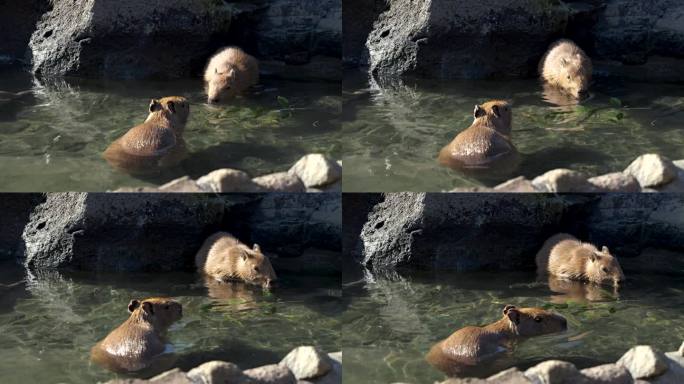 在日本，水豚正在泡温泉