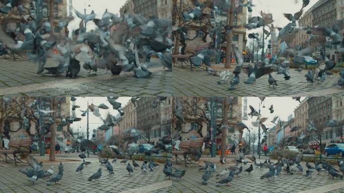 手持拍摄的鸽子在城市广场上飞行，背景是匈牙利布达佩斯市的历史建筑