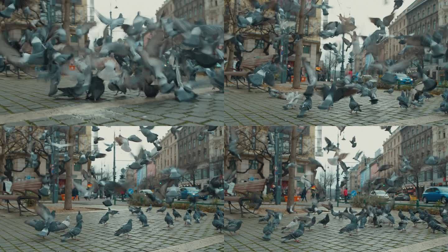 手持拍摄的鸽子在城市广场上飞行，背景是匈牙利布达佩斯市的历史建筑