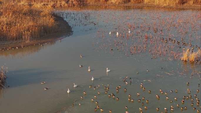 黄河入海口湿地鸟类-2