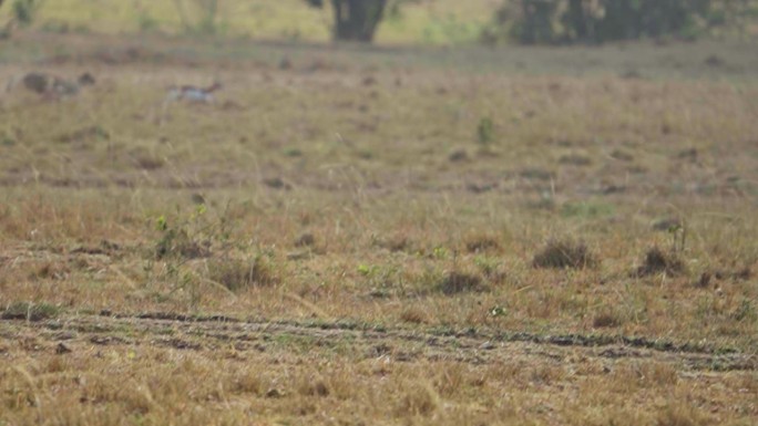 在马赛马拉草原上，猎豹正在捕猎一只汤姆逊瞪羚