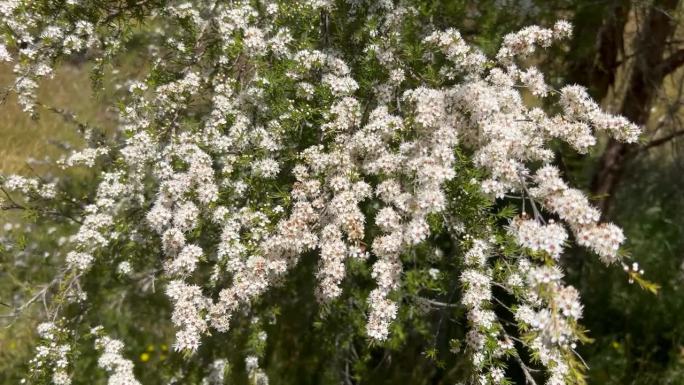 Kanuka (Kunzea ericoides)茶树花