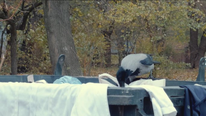 灰乌鸦在垃圾桶里翻找食物。