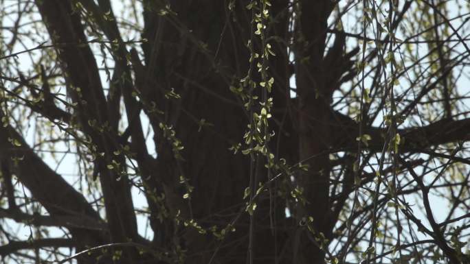 垂柳绿柳柳叶自然生态春天的柳树