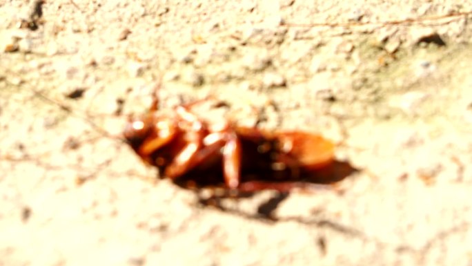 模糊的蟑螂被小蚂蚁咬了