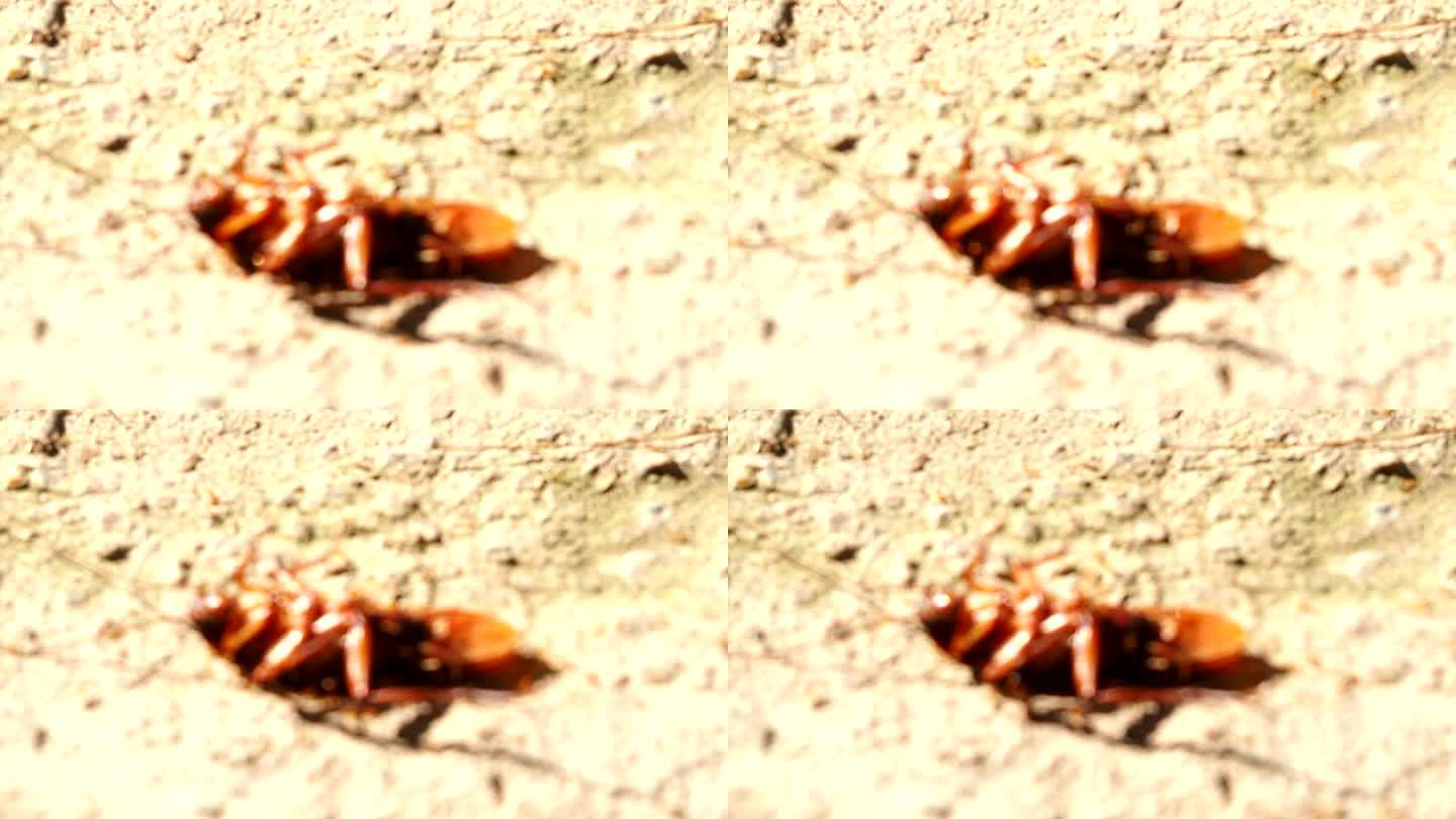 模糊的蟑螂被小蚂蚁咬了