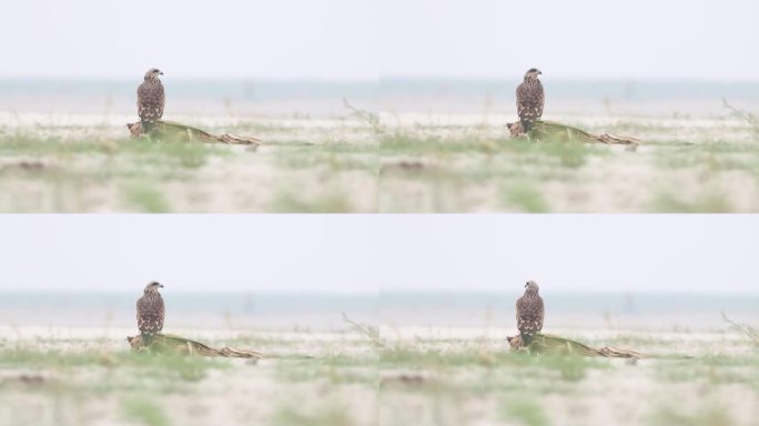 近距离拍摄一只黑鸢幼崽。