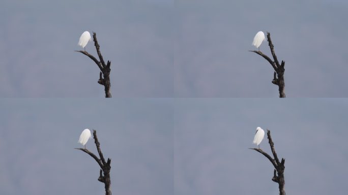 洁白的鹭鸶站在枯树上的东方神韵画面视觉