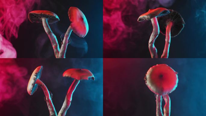 墨西哥魔菇:一种具有迷幻作用的蘑菇