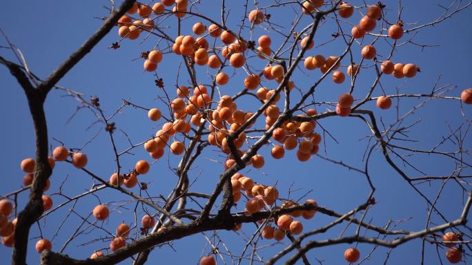 孤零零的秋天的柿子