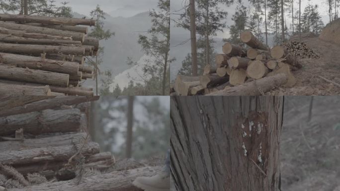 堆积的木材 丛林杉树  皇木 木头 灰片