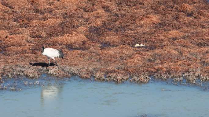 黑颈鹤在冬日的纳帕海湿地觅食