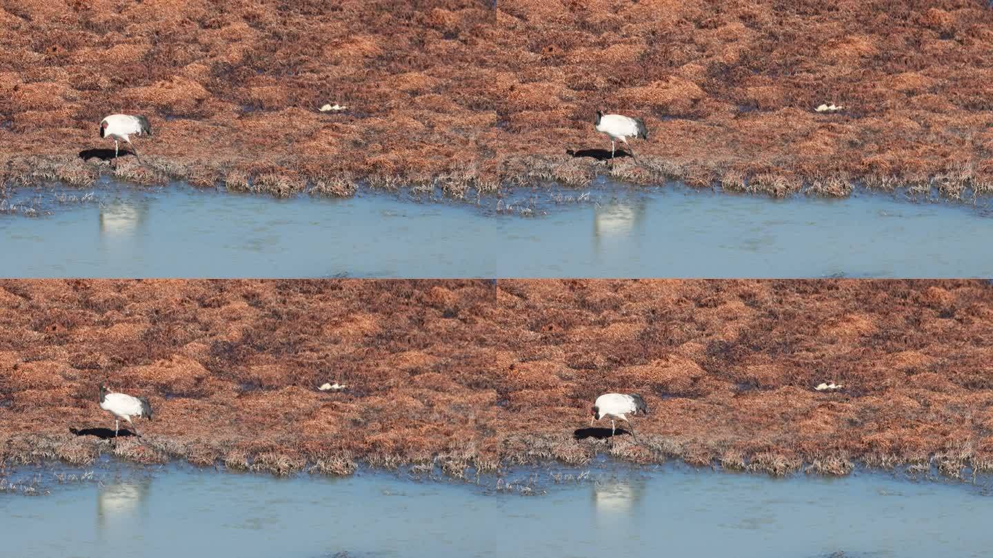 黑颈鹤在冬日的纳帕海湿地觅食