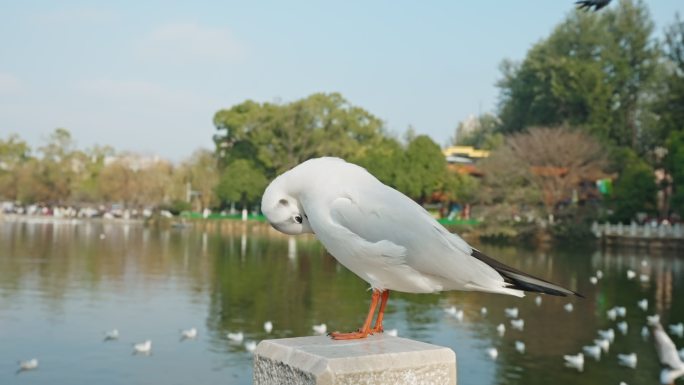 【正版素材】翠湖红嘴鸥海鸥昆明9741