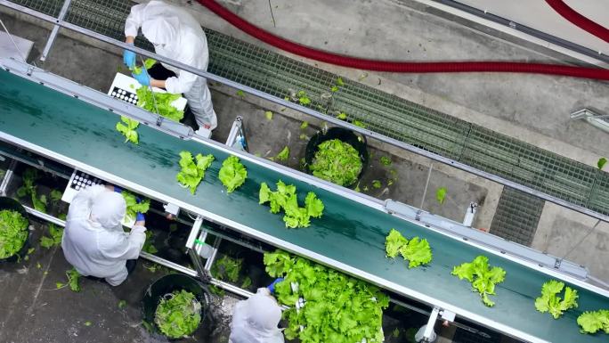 一组传送带操作员在室内垂直农场设施工作的自上而下的航拍镜头。农业公司生产新鲜生态蔬菜批发