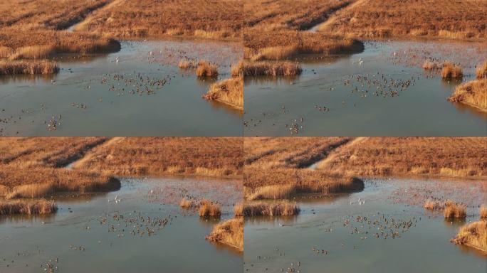 黄河入海口湿地鸟类-5