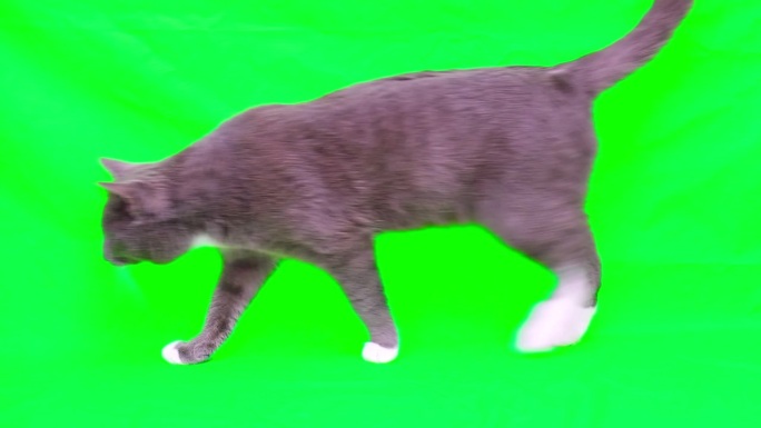 猫要上绿屏彩了。灰猫被隔离在绿幕上。猫咪慢慢地走着。猫来了。小猫的视频。键控。宠物商品广告。侧视图。