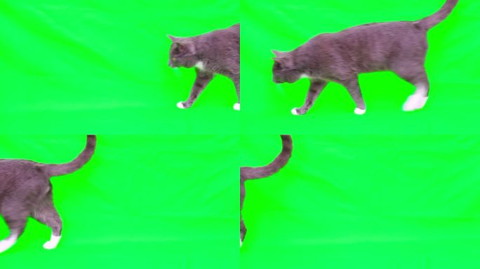 猫要上绿屏彩了。灰猫被隔离在绿幕上。猫咪慢慢地走着。猫来了。小猫的视频。键控。宠物商品广告。侧视图。