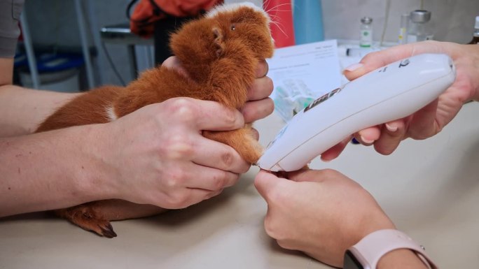 一名医生剃掉一只豚鼠的爪子，从静脉中抽血进行测试。兽医诊所里，一只豚鼠正在从静脉里放血。从豚鼠身上收