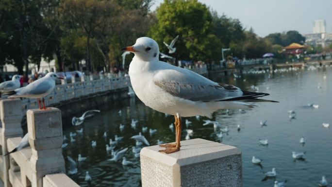 【正版素材】翠湖红嘴鸥海鸥昆明9773