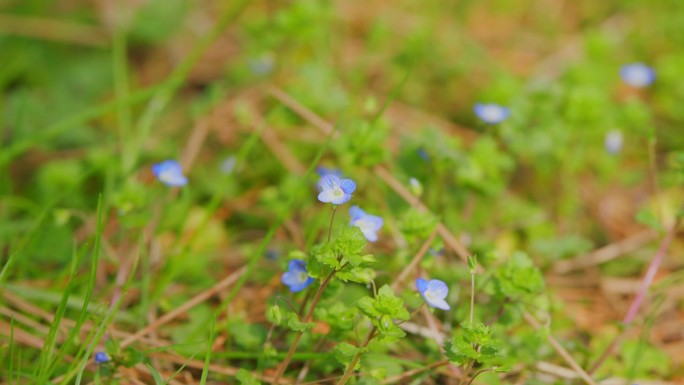 勿忘我花背景。精致的勿忘我田地。勿忘我草Scorpioides。关闭了。