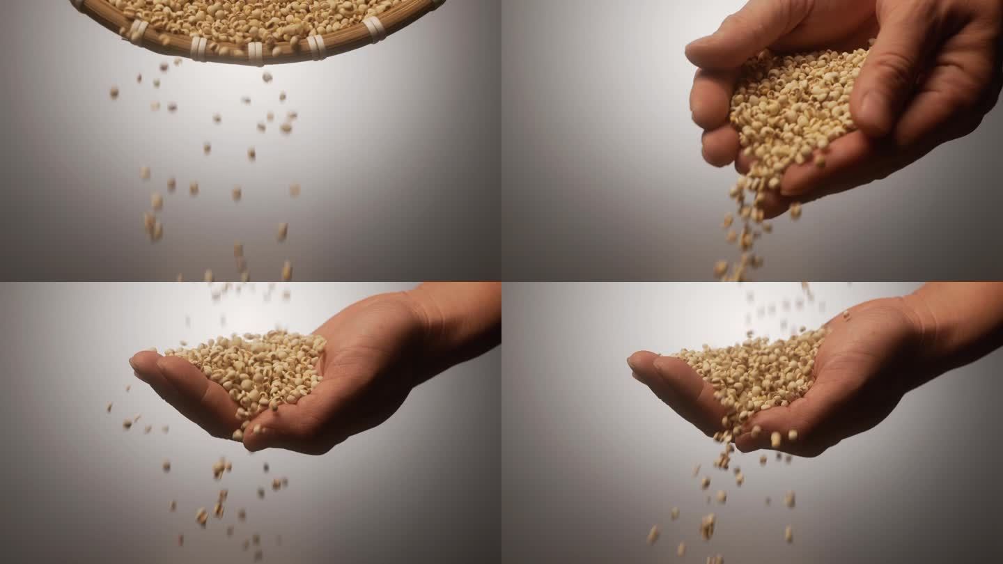 薏米从手中掉落手捧薏米掉落