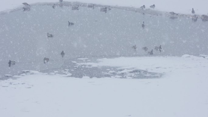 鹅毛大雪中的野鸭