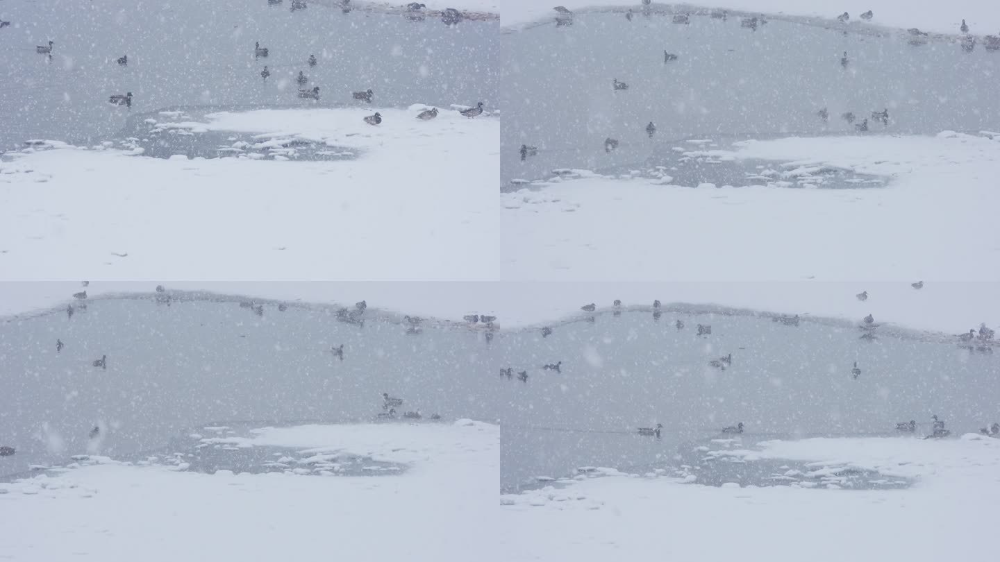 鹅毛大雪中的野鸭