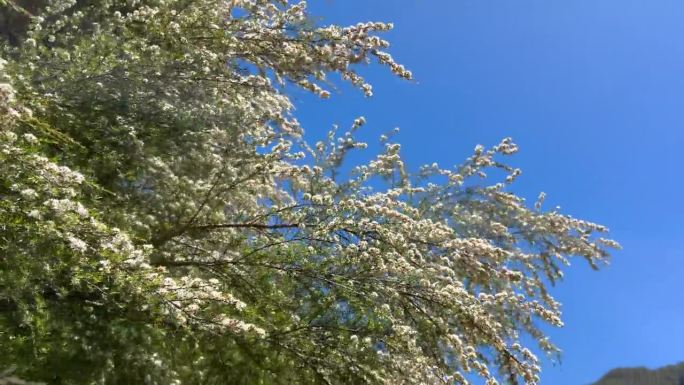 Kanuka (Kunzea ericoides)茶树花