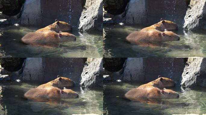 可爱有趣的水豚啮齿动物在泡温泉