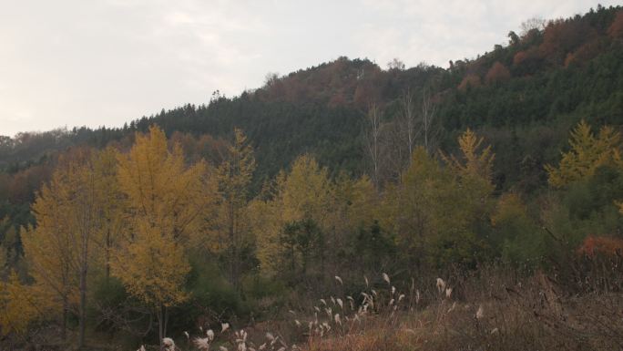 秋天 秋风 黄叶  金秋 秋色秋叶 山间