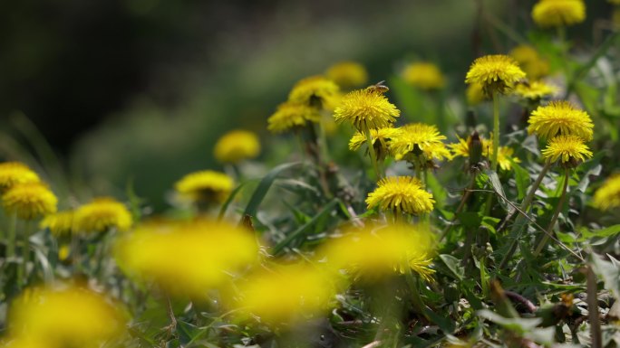 蒲公英花黄花地丁和蜜蜂