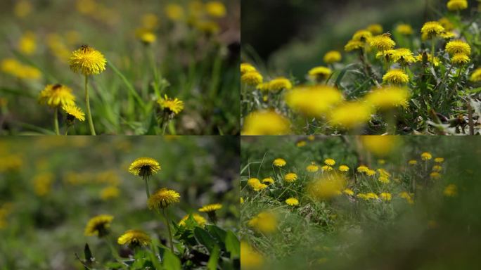 蒲公英花黄花地丁和蜜蜂