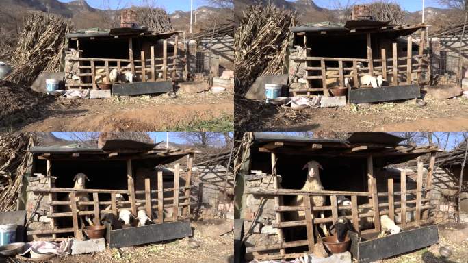 乡村医生 乡村诊所 全民医疗 赤脚医生