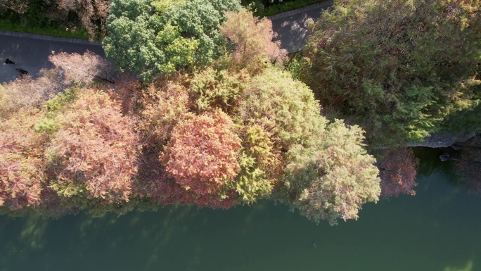 深圳洪湖公园水杉