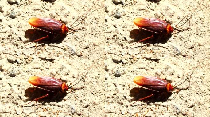 蟑螂被小蚂蚁咬了