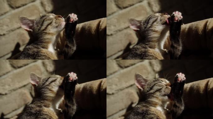 可爱的小虎斑猫趴在地上舔爪子