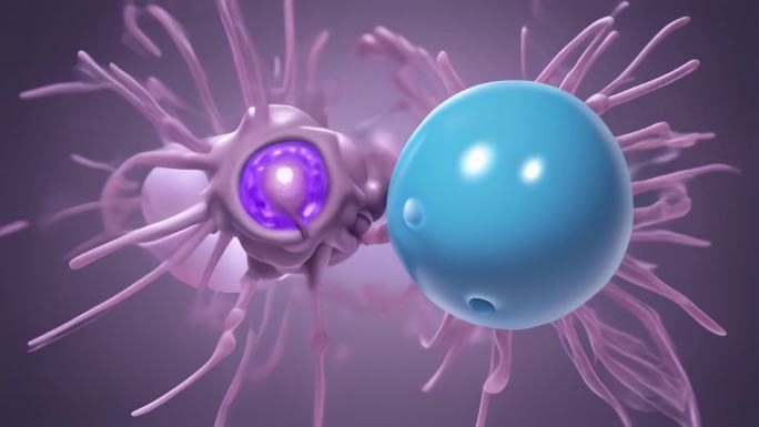 细胞 免疫细胞  医疗动画