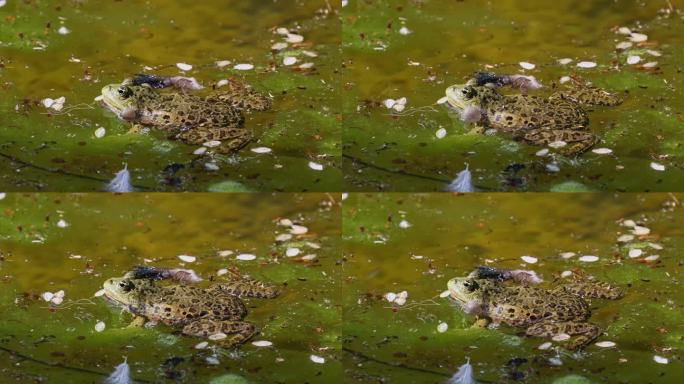 普通蛙，在水中呱呱叫的单一爬行动物，也被称为欧洲普通蛙
