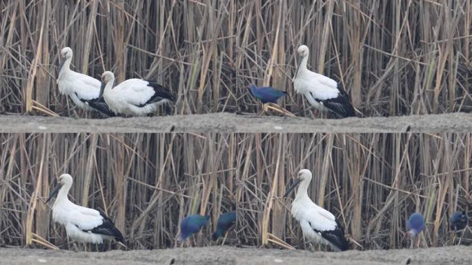 珍稀鸟类东方白鹳在芦苇边觅食