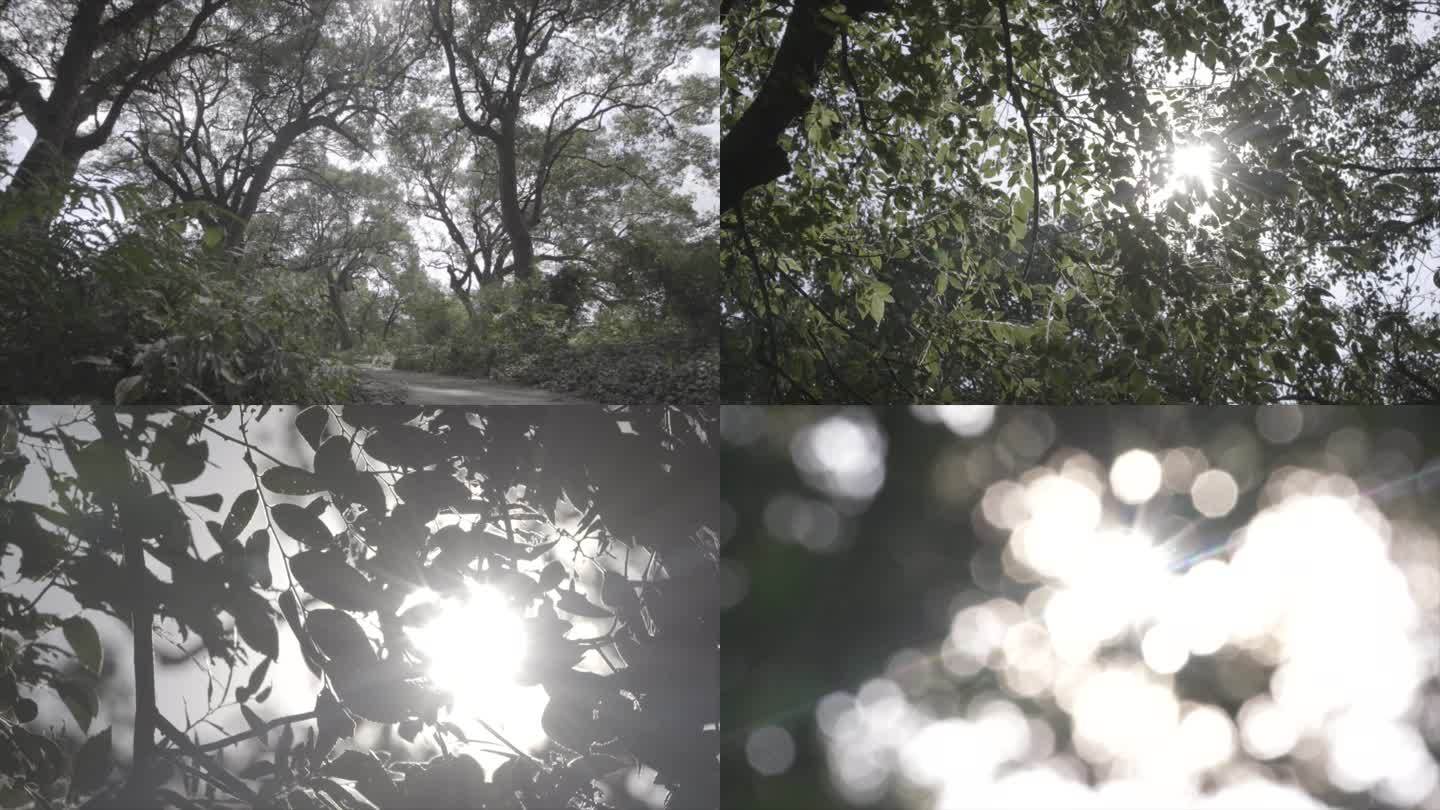 4K古樟树树叶穿透阳光