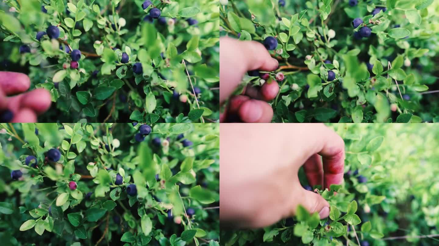 在森林里用手摘蓝莓